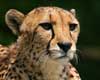 cheetah facts