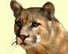 cougar facts