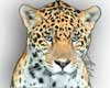 jaguar facts
