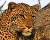 facts about leopards