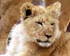 facts about lions