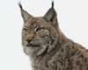 lynx