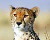 cheetah information