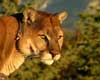facts about cougars