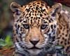 facts about jaguars