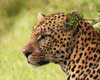 facts about leopards