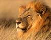 lion information