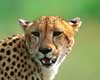 facts about cheetahs