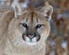 cougar information