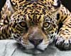 jaguar information