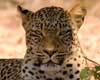 leopard information