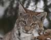 lynx information