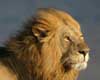 lion facts