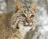 facts about lynxes