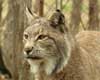 lynx information