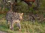 Adult Male Leopard Walking In Grass Adult Male Leopard Walking In Grass
