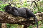 Black Jaguar Taking A Rest