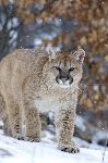 Cougar In A Light Snowfall Minnesota