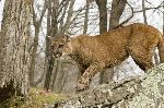 Cougar Looking for His Next Prey