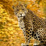 Jaguar - Panthera Onca