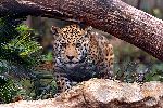 Jaguar Ready To Pounce
