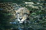 Jaguar Swimming In A River In South America