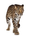 Leopard - Panthera Pardus Leopard - Panthera Pardus