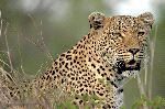 Leopard Close-Up Leopard Close-Up