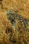 leopard leopard