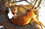Leopard In A Tree With Prey Leopard In A Tree With Prey