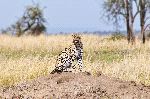 Leopard In Natural Habitat Leopard In Natural Habitat