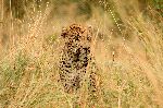 Leopard In Sabi Sand Reserve South Africa Leopard In Sabi Sand Reserve South Africa