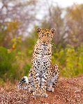 Leopard In South African Savannah Leopard In South African Savannah