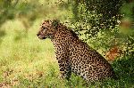 Leopard In The Wild Leopard In The Wild