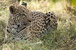 Leopard On Alert Leopard On Alert