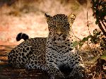 Leopard Resting In The Shade Leopard Resting In The Shade