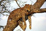 Leopard Resting on Tree Leopard Resting on Tree