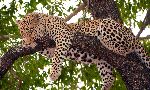 Leopard Sleeping On a Tree Leopard Sleeping On a Tree