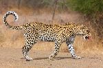 Leopard Walking On The Road Leopard Walking On The Road