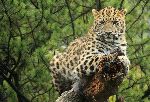 Leopard Watching From A Log Leopard Watching From A Log