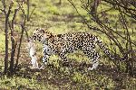 Leopard With Prey Leopard With Prey