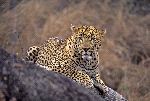 Male Leopard In South Africa Male Leopard In South Africa