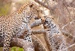 Mother Leopard And Cub Playing On a Tree Mother Leopard And Cub Playing On a Tree