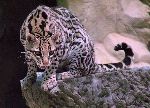 Ocelot Aware of Danger