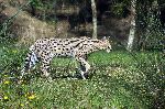 Serval Walking On Grass