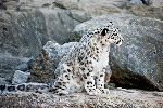 Snow Leopard Sitting In Rocks Snow Leopard Sitting In Rocks