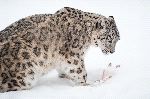 Snow Leopard With His Prey Snow Leopard With His Prey