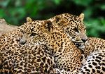 Sri Lanka Leopards - Panthera Pardus Kotiya Sri Lanka Leopards - Panthera Pardus Kotiya