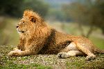 The King Of Jungle