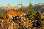 Wild Cougar in Morning Light